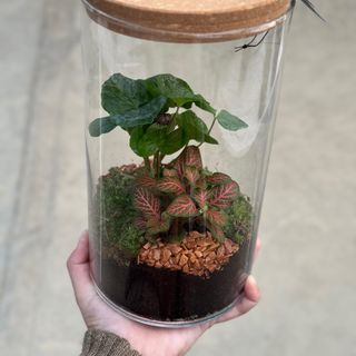 Terrario de cristal con plantas regalo