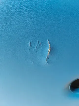 Camilla plegable masajes profesional