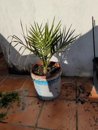 Palmera datilera en maceta
