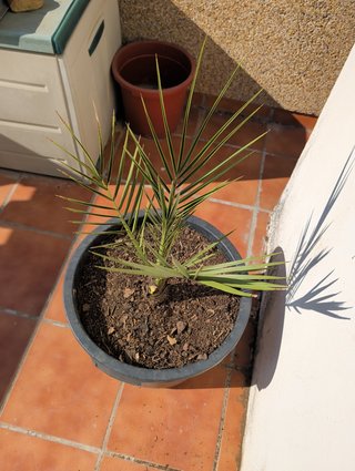 Palmera datilera en maceta