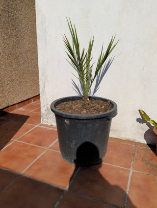 Palmera datilera en maceta