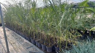 Palmera Roystonea regia