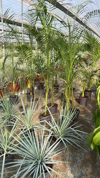 Palmera Roystonea regia