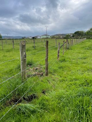 Estiercol de caballo
