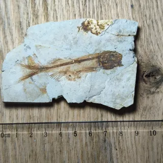 FOSIL DE PEZ EN PIEDRA