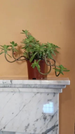 Planta Sedum Palmeri en maceta