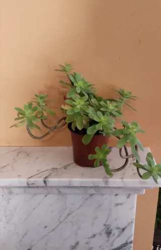 Planta Sedum Palmeri en maceta