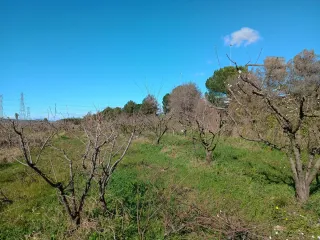 Terreny agricola de regadiu