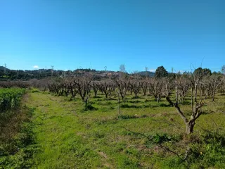 Terreny agricola de regadiu
