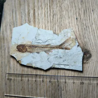 FOSIL DE PEZ EN PIEDRA