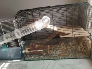 Dos Jaulas jerbos conectadas con tubo + Regalo