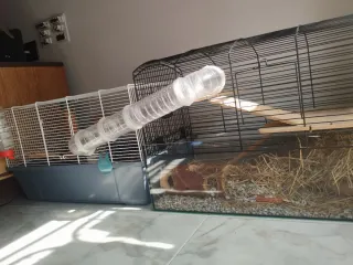 Dos Jaulas jerbos conectadas con tubo + Regalo