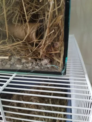 Dos Jaulas jerbos conectadas con tubo + Regalo