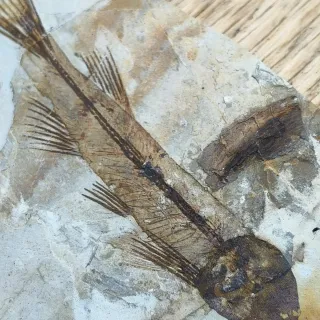 FÓSIL DE PEZ EN PIEDRA