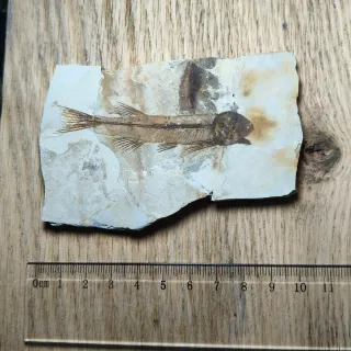 FÓSIL DE PEZ EN PIEDRA