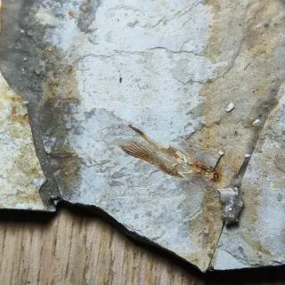 FÓSIL DE PEZ EN PIEDRA