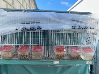 Jaula de cría para pájaros