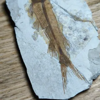 FOSIL DE PEZ EN PIEDRA