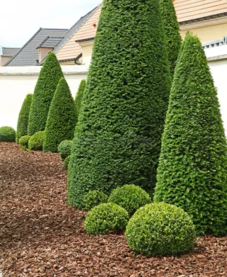Jardinería, mantenimiento y podas Jaén