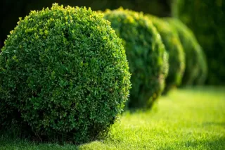 Jardinería, mantenimiento y podas Jaén