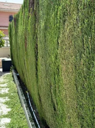 Jardinería, mantenimiento y podas Jaén