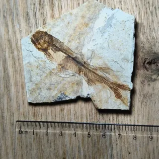 FOSIL DE PEZ EN PIEDRA