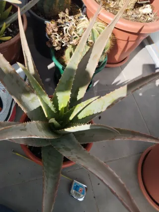 Maceta Aloe Vera Grande