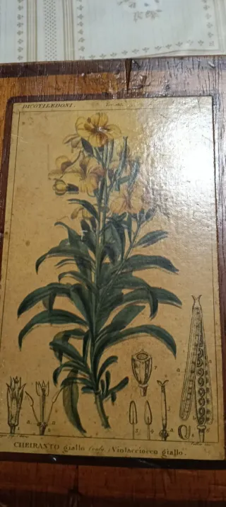 Antiguas ilustraciones botánicas sobre madera