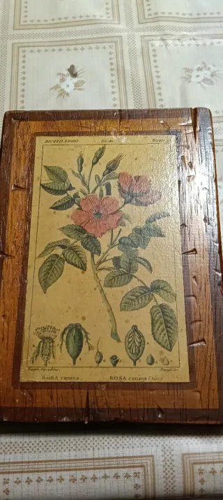 Antiguas ilustraciones botánicas sobre madera