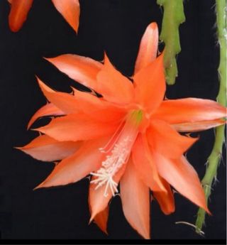 Epiphyllum arancione