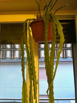 Epiphyllum arancione