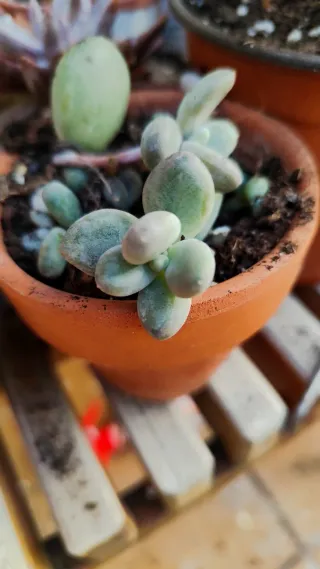 Hijuelos Pachyphytum oviferum Piedra Luna