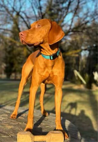 Collar tela perro gato reflectante SIN USAR