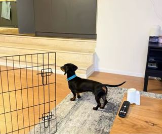 Collar tela perro gato reflectante SIN USAR