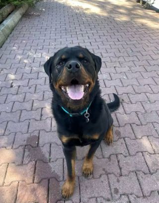 Collar tela perro gato reflectante SIN USAR