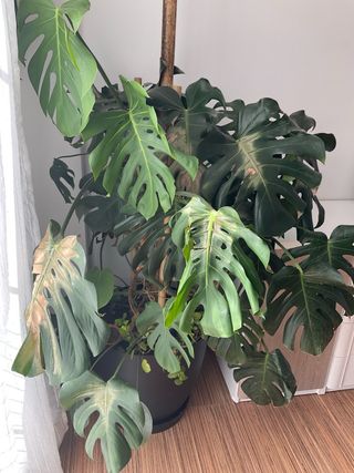 Monstera grande