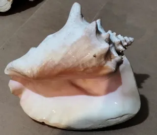 Coppia Conchiglie Giganti