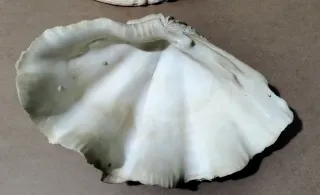 Coppia Conchiglie Giganti