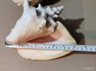 Coppia Conchiglie Giganti