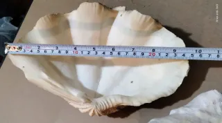 Coppia Conchiglie Giganti