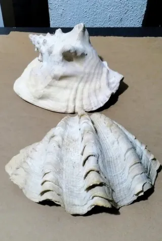 Coppia Conchiglie Giganti