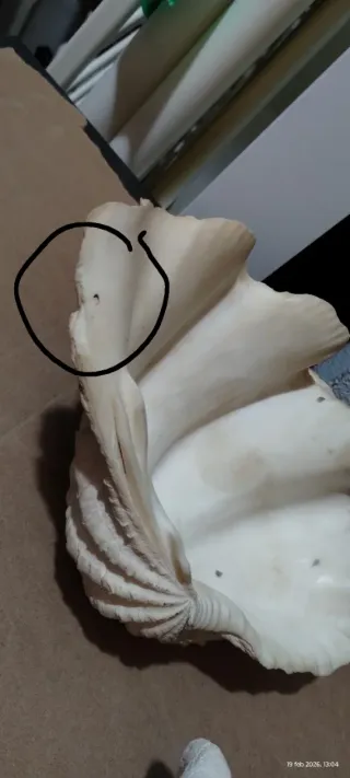 Coppia Conchiglie Giganti