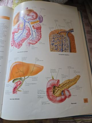 Atlas de anatomía