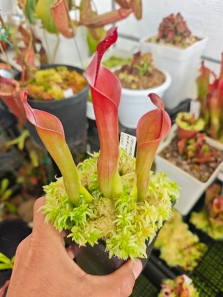 2 macetas de Heliamphora Neblinae (Cerro Neblina)