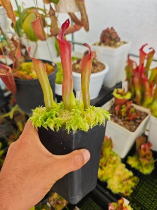 2 macetas de Heliamphora Neblinae (Cerro Neblina)