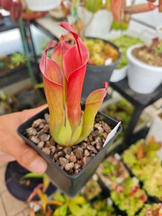 2 macetas de Heliamphora Neblinae (Cerro Neblina)