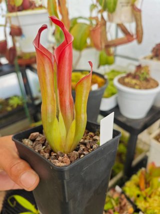 2 macetas de Heliamphora Neblinae (Cerro Neblina)