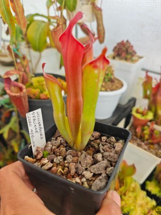 2 macetas de Heliamphora Neblinae (Cerro Neblina)