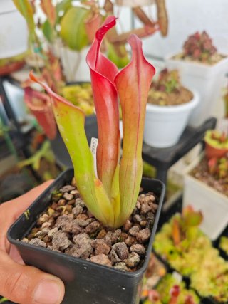 2 macetas de Heliamphora Neblinae (Cerro Neblina)
