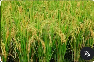 Tierra para cultivo de arroz